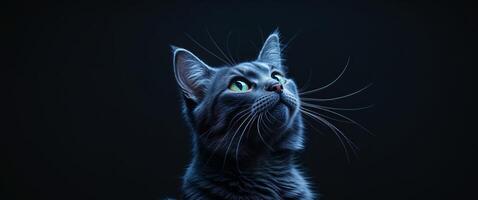 Curious Cat Gazing Upward in Mysterious Darkness with a Subtle Hint of Intrigue and Wonder Captured in a Striking Black Background Setting. photo