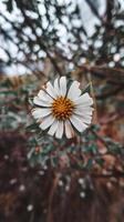 un soltero blanco flor es en el medio de un campo foto