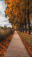 A wooden pathway lined with trees in the fall photo