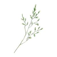 Field green herb branch with seeds watercolor illustration isolated background. Hand drawn summer meadow oat grass with spikelet. Wildflower element for herbarium book design, greeting card template. vector