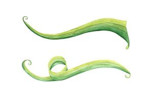 Two watercolor waving green grass curve illustration isolated background. Saint Patrick day decoration, spring attribute. Abstract elements for holiday postcards, greeting card, invitation, flyer vector