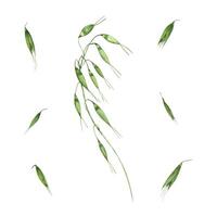 Watercolor wild oats branch with single seeds illustration isolated background. Hand drawn meadow grass with spikelet clip art. Farm floral element invitation, web banner design, postcards, food book vector