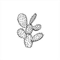 Monochrome Mexican prickly pear cactus realistic graphic sketch in black and white. Desert Opuntia cactuses tree without flowers etching drawing. Succulent plant for book design, vacation brochure vector