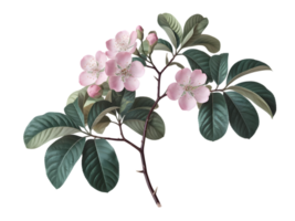 A close-up, detailed image of a flowering branch with soft pink blossoms and lush green leaves. png