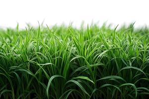 Lush Green Grass Field under Clear Sky for Nature and Gardening Concepts photo