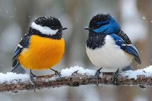Winter Birds on Snowy Branch Colorful Plumage and Seasonal Photography for Wildlife Enthusiasts photo