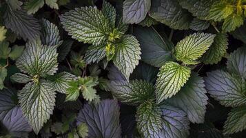 Close-up of lush green and purple stinging nettle leaves in natural light photo