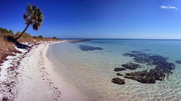 Tranquil tropical beach with clear waters and lone palm under blue sky photo