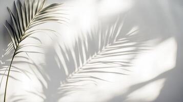 Delicate palm leaf casting shadows on minimalist white background photo
