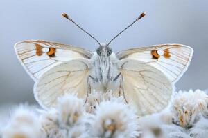 Close-up of a white butterfly on flowers with intricate wing patterns photo