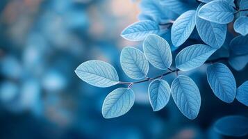 Close-up of blue-tinted leaves on branch in soft focus nature scene photo