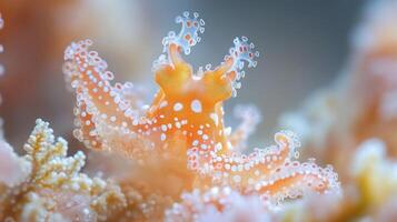 Close-up of vibrant orange sea slug with white spots photo