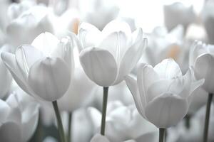 Close-up of white tulips in soft natural light photo