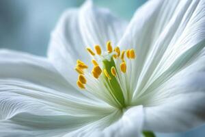 Close-up of white flower with yellow stamens in soft light photo