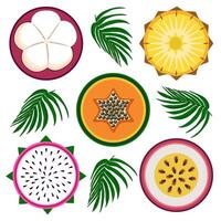Exotic fruit slices set with leaves vector