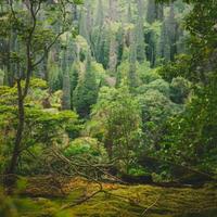 A forest with trees and green plants photo
