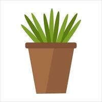 Grass is green in a pot vector