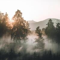 A misty forest with trees and mountains in the background photo