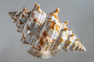 Seashell spiral. Close-up view of a brown and white seashell with unique texture and detailed spines, an ocean treasure exhibiting nature's intricate design and coastal beauty. photo