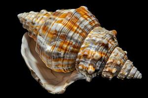 Seashell's Spiral. Exquisite Ocean Treasure, Detailed Close-Up, Natural Beauty, Striking Color Patterns, Unique Shell Texture, Intricate Shell Structure, Ocean Biodiversity, Macro Photograph photo