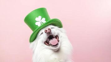 joyful Samoyed wearing green top hat with shamrock on pink background photo