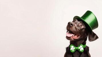 joyful Labrador retriever wearing shamrock bowtie and green hat photo