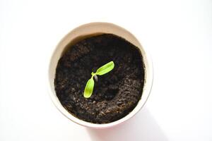 young tomatoe seedling. A small plant sprouting in a small paper cup filled with dark soil. Tomatoe seedling with two small, bright green leaves photo