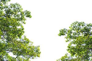 Lush Green Tree Branches Framing a Clear Blue Sky on a Bright Sunny Day in a Serene Natural Setting photo