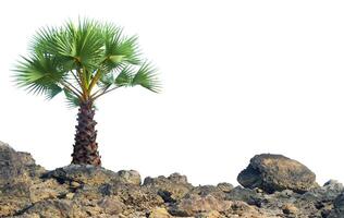 Lone Palm Tree on Rocky Terrain Against Clear Sky, Symbolizing Resilience and Solitude in Nature's Harsh Landscapes photo