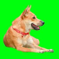 Happy Dog Relaxing on Green Screen Background with Red Collar and Alert Ears photo