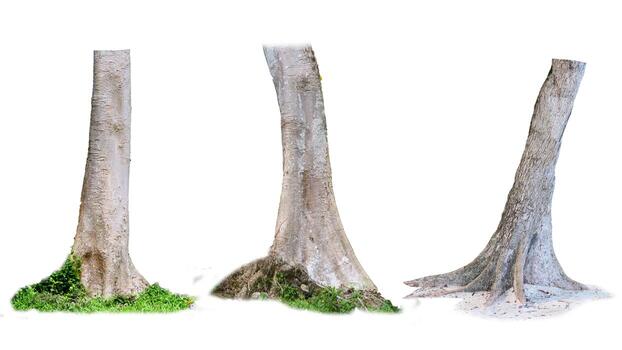 Three Tree Trunks Isolated on White Background Showcasing Natural Texture and Growth Patterns photo