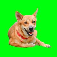 Happy Dog Relaxing on a Bright Green Background with Red Collar and Playful Expression photo