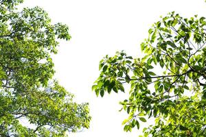 Lush Green Tree Branches Against a Clear Blue Sky Capturing the Essence of a Sunny Day in Nature's Tranquil Setting photo