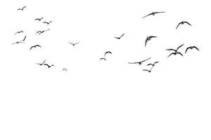 Flock of Birds Silhouetted Against a Clear White Sky in Flight Capturing the Essence of Freedom and Movement in Nature photo