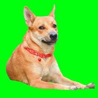 Charming Dog with Red Collar Relaxing Against a Vibrant Green Background for Creative Design Projects photo