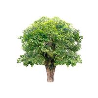 Lush Green Tree Isolated on White Background with Detailed Foliage and Textured Bark for Nature and Environmental Design Projects photo