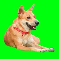 Happy Dog Relaxing on Green Screen Background with Red Collar, Perfect for Pet and Animal Themes in Advertising and Design photo