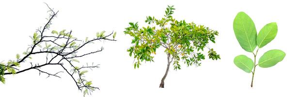 Isolated Tree Branches and Leaves on White Background for Botanical and Nature Design Projects photo