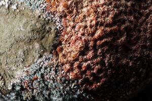 A detailed macro shot of mold growing on an organic surface, showcasing various textures and colors. The image highlights fungal spores, decay, and the intricate patterns of natural decomposition. photo