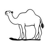 hand draw single camel on white background vector