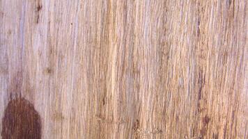 Light Brown Wood Texture, Under Bark Tree Surface with Natural Vertical Lines Grain, Close up photo