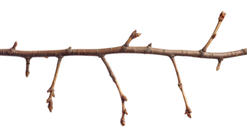 Branch with a few buds, isolated on a transparent background png