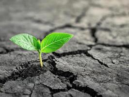 Young Green Plant Growing in Cracked Dry Soil Symbolizing Hope and Resilience in Adverse Conditions photo