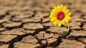 Bright Yellow Flower Blooming on Cracked Dry Earth Symbolizing Hope and Resilience in Harsh Conditions photo