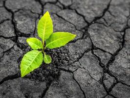 Young Green Plant Growing Through Cracked Dry Soil Symbolizing Hope and Resilience in Adverse Conditions photo