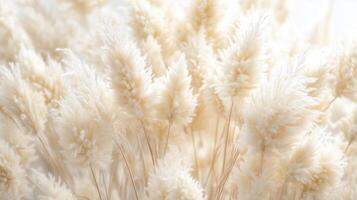 A detailed close-up of soft, feathery pampas grass with delicate texture photo