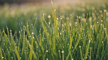 Fresh green grass covered in dewdrops glistened under the golden morning sun video