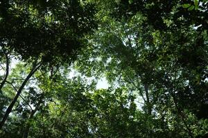 Nature tree environment and abundant for est with the Sun Day in Thailand. photo