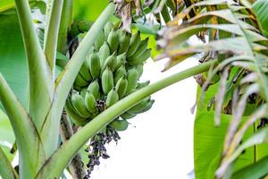 A banana plant with mixed green and yellow foliage is bearing an unripe banana with green fruit. photo