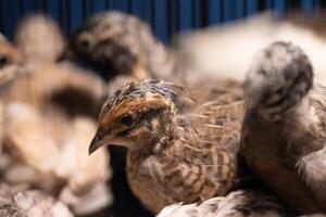 A group of Coturnix lived on a breeding fa rm, waited for the right time to sell. photo